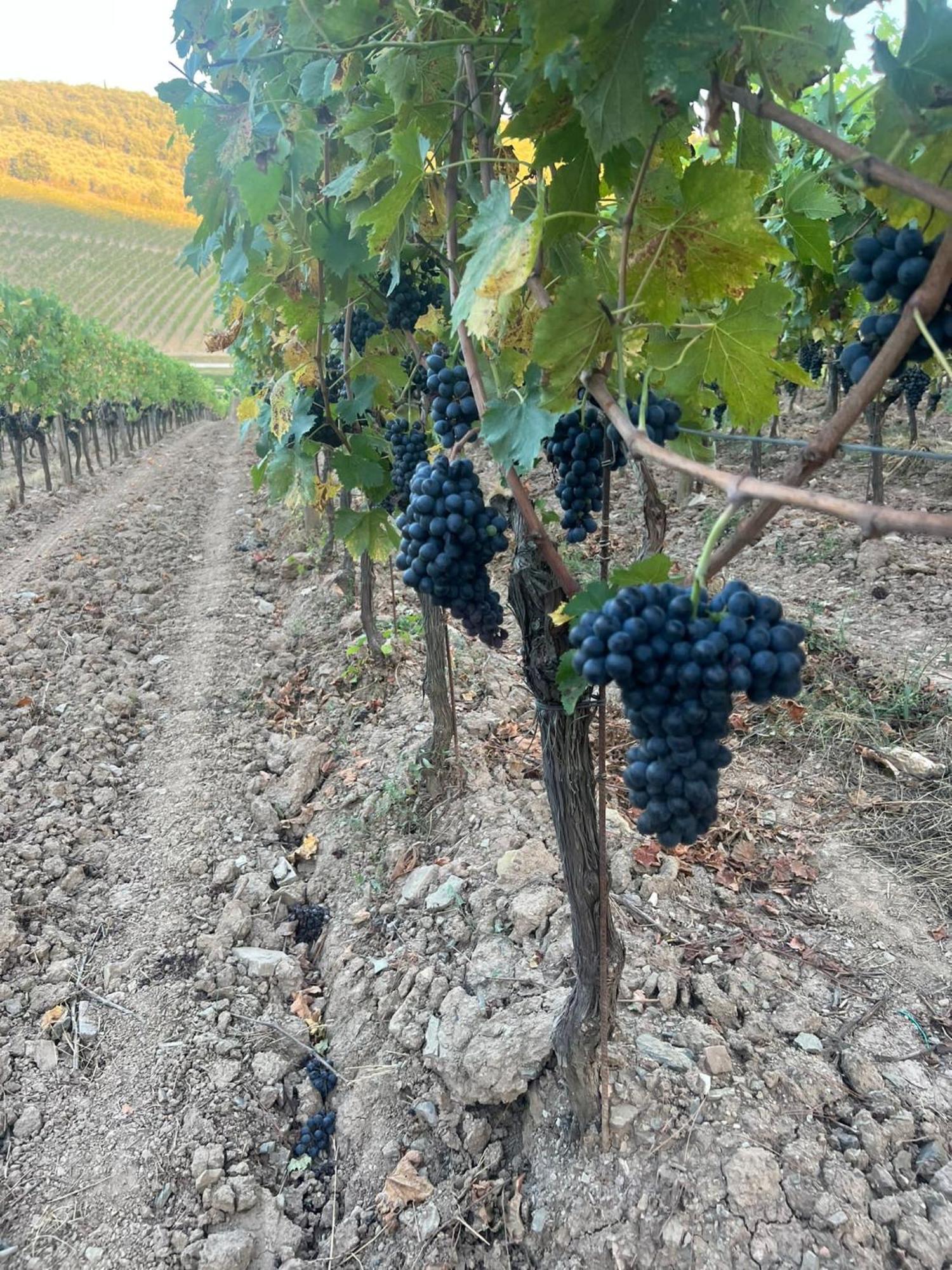 Locanda Podere Le Vigne Radda in Chianti Exteriér fotografie